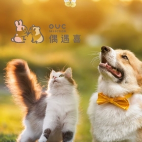 OUC偶遇喜－標速方案網站設計 網頁設計案例縮圖