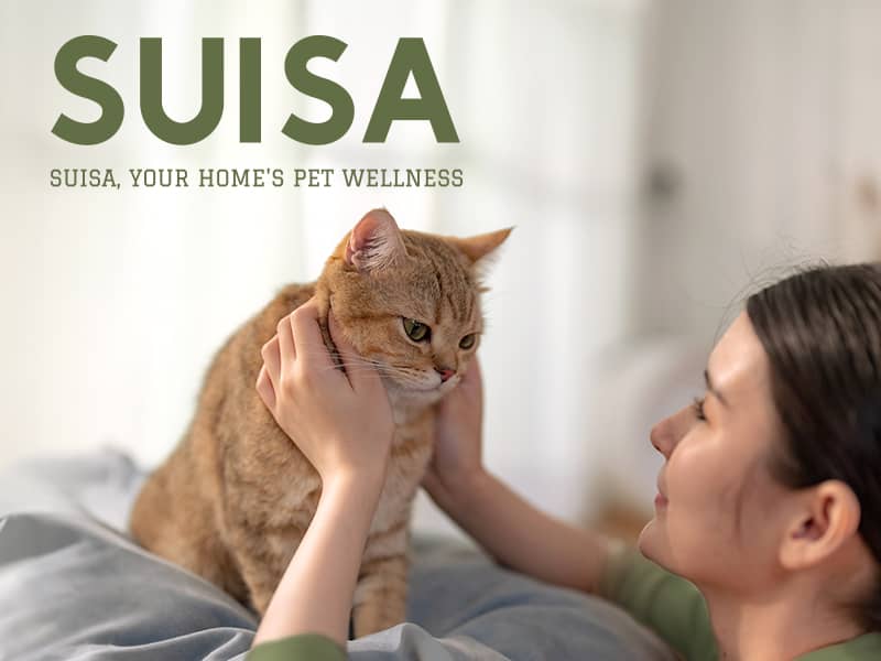 SUISA SUISA 網頁設計案例